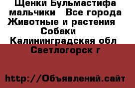 Щенки Бульмастифа мальчики - Все города Животные и растения » Собаки   . Калининградская обл.,Светлогорск г.